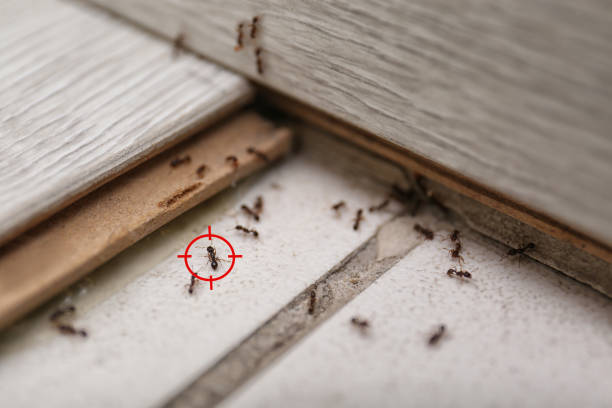 Best Emergency Pest Control  in Loyal, WI