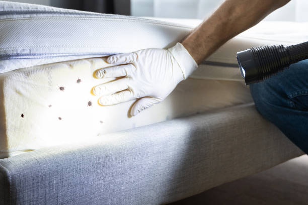 Best Flea Control Services  in Loyal, WI