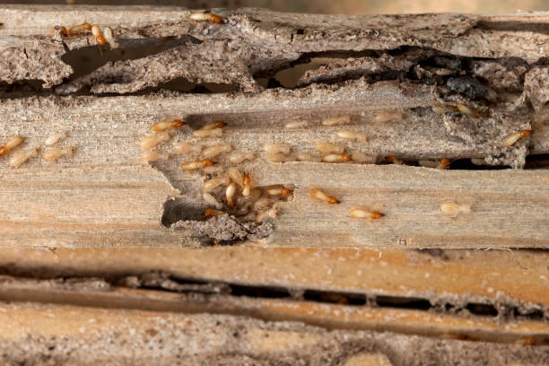 Best Pest Control Near Me in Loyal, WI